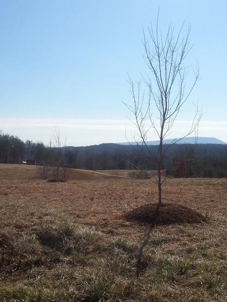 New Trees