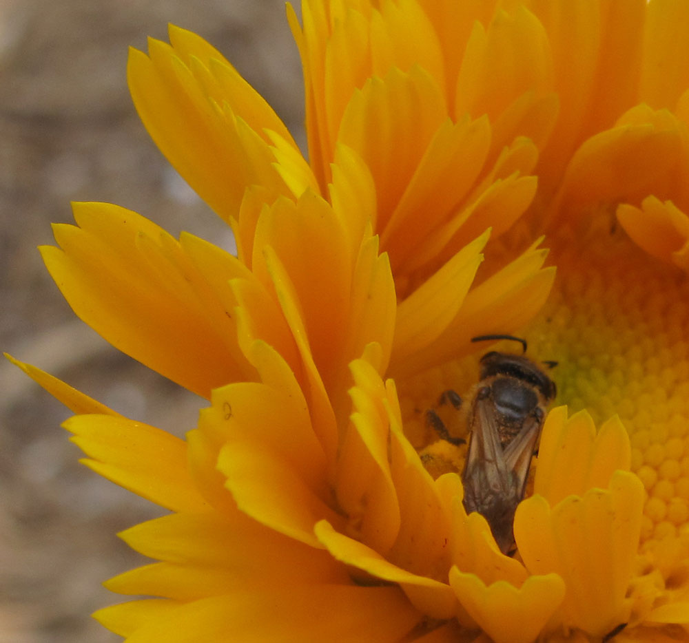 Lovely yellow-orange Calendula.