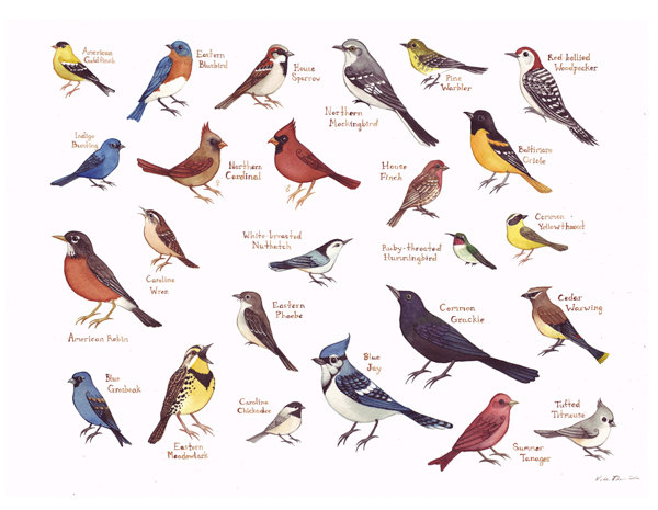 NC Birds