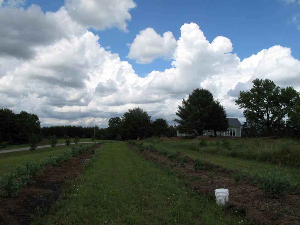 Endless blueberry mounds.