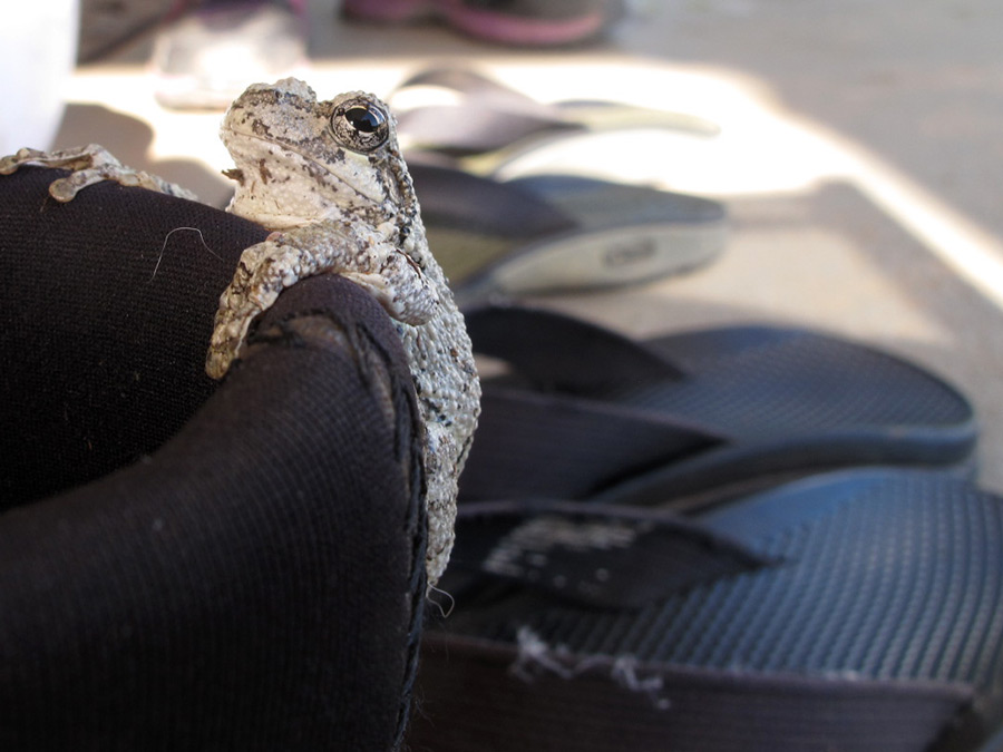 Grey tree frog on edge of boot