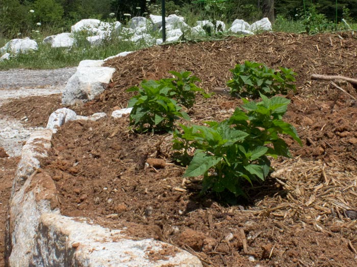Bee Balm popping through the ground.