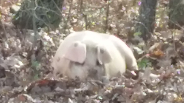 The Winter Hog Pen