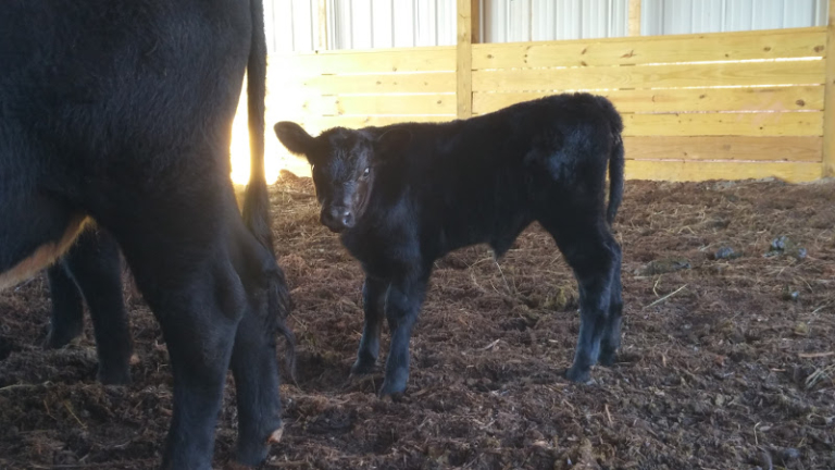 First Calf Born on Property