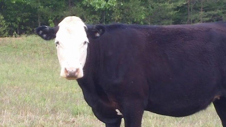 Grass Fed Beef and Pasture Raised Pork