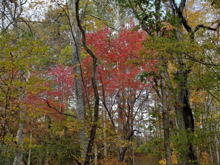 Forestry