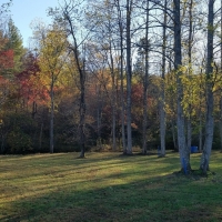 Forestry