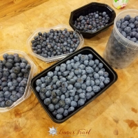 Blueberries