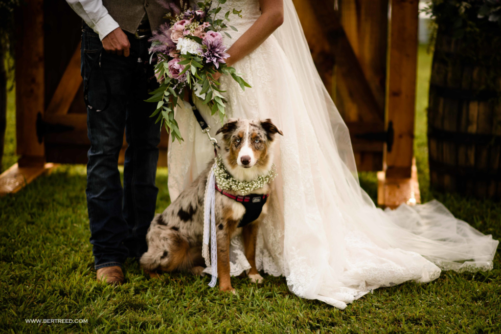Dog at wedding