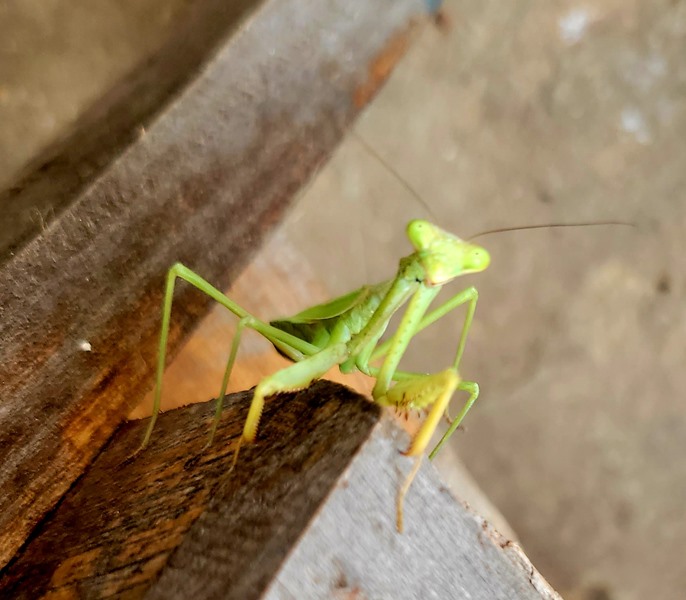 praying mantis at venue
