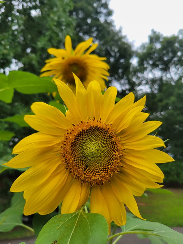 sunflower garden