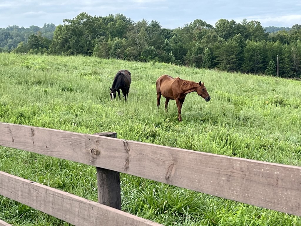 horses at luna's trail venue
